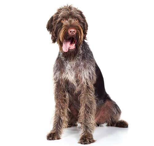 German Wire Haired Pointer Dog Breed Information Purina